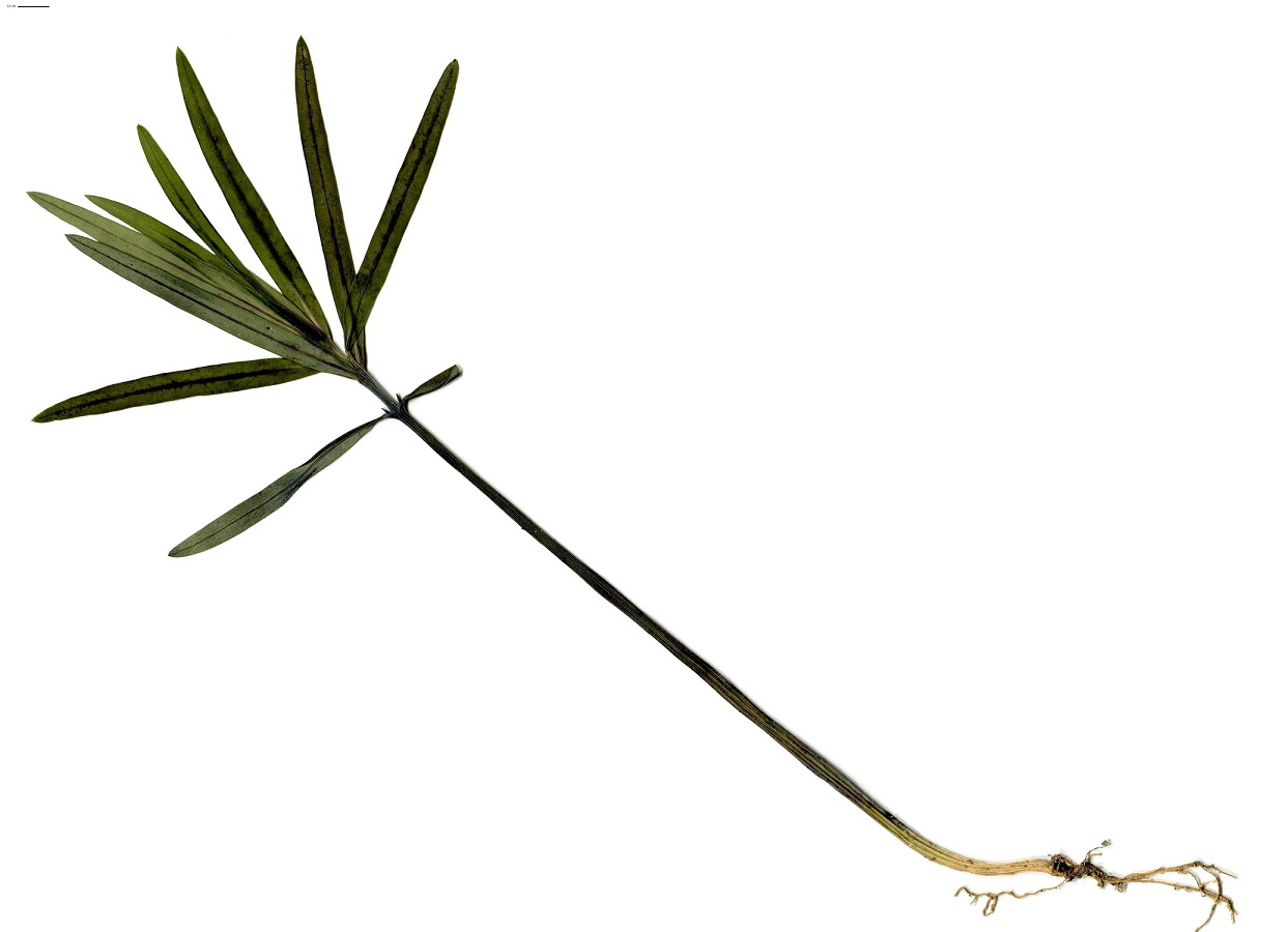 Euphorbia lathyris (Euphorbiaceae)